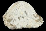 Fossil Crusher Shark (Ptychodus) Tooth - Kansas #187424-1